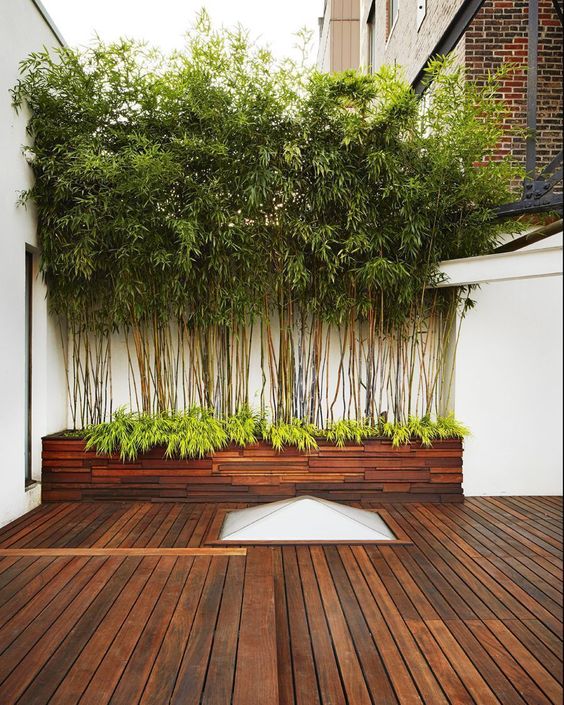 Small Bamboo Garden Idea