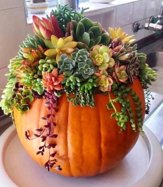 Pumpkin succulent centerpiece