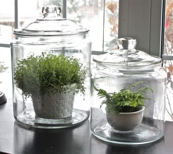 Glass Jars With Plants