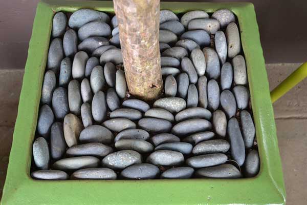 Pebbles as top dressing for potted plants