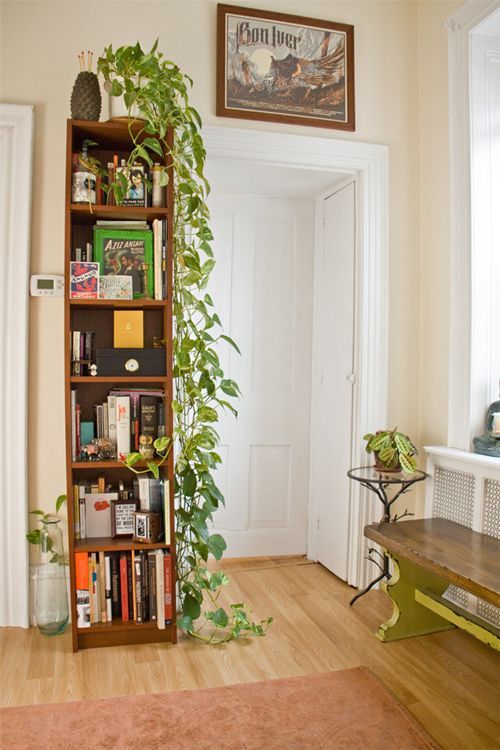 Bookshelf With Hanging Plant