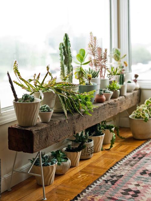 Rustic Bench As A Plant Stand