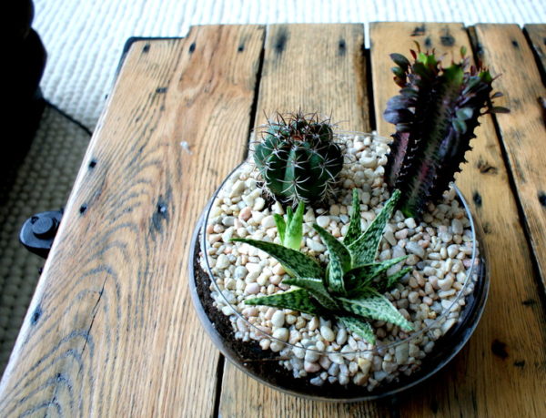 How-To-Make-a-Terrarium-With-Succulents-In-A-Jar