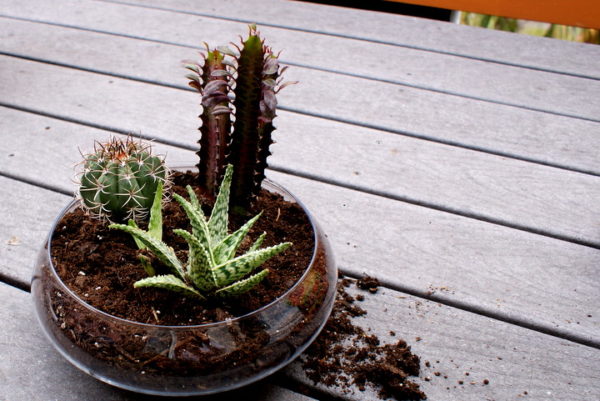 succulent and cactus terrarium tutorial